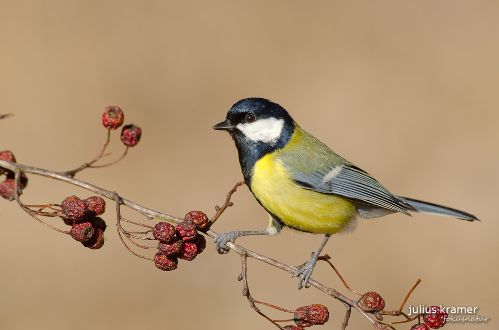 Kohlmeise (Parus ater)