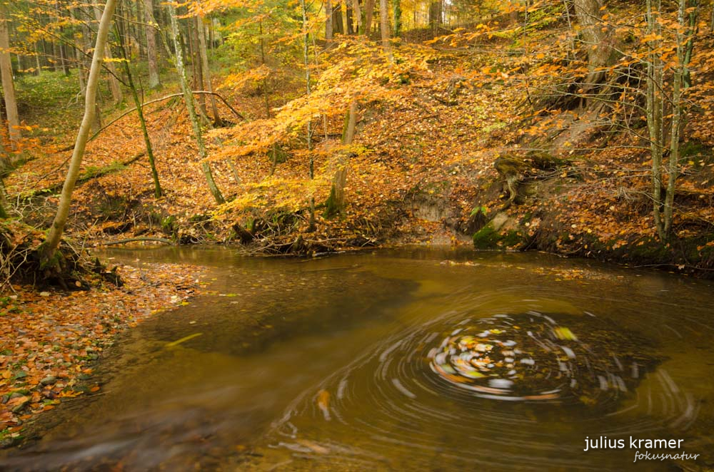 Herbstwald