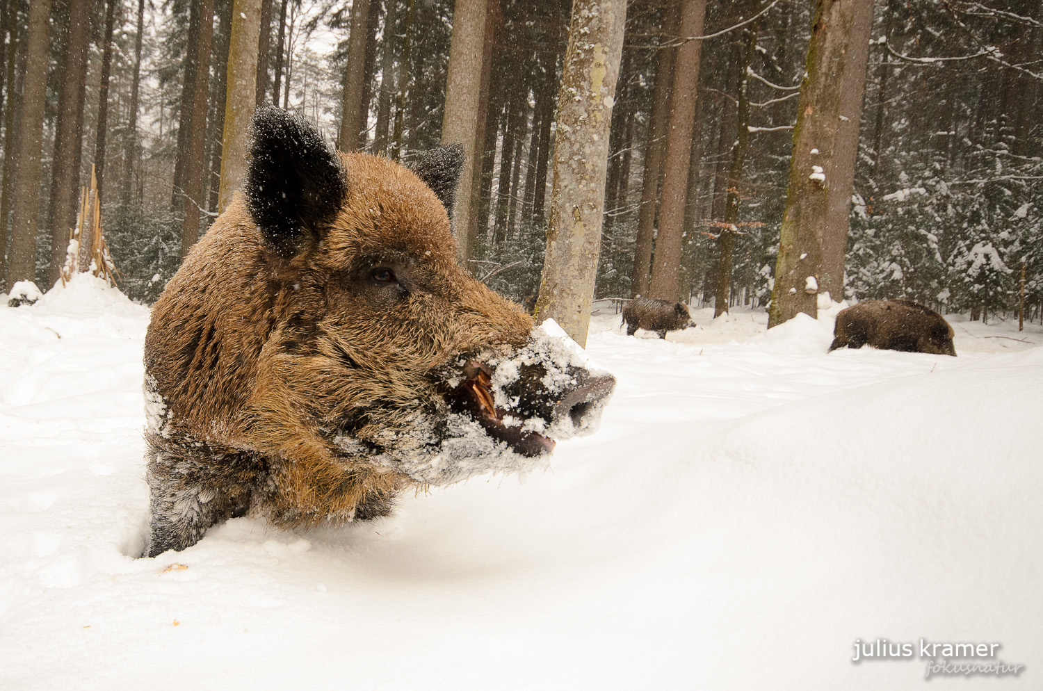 Wildschwein im Winter