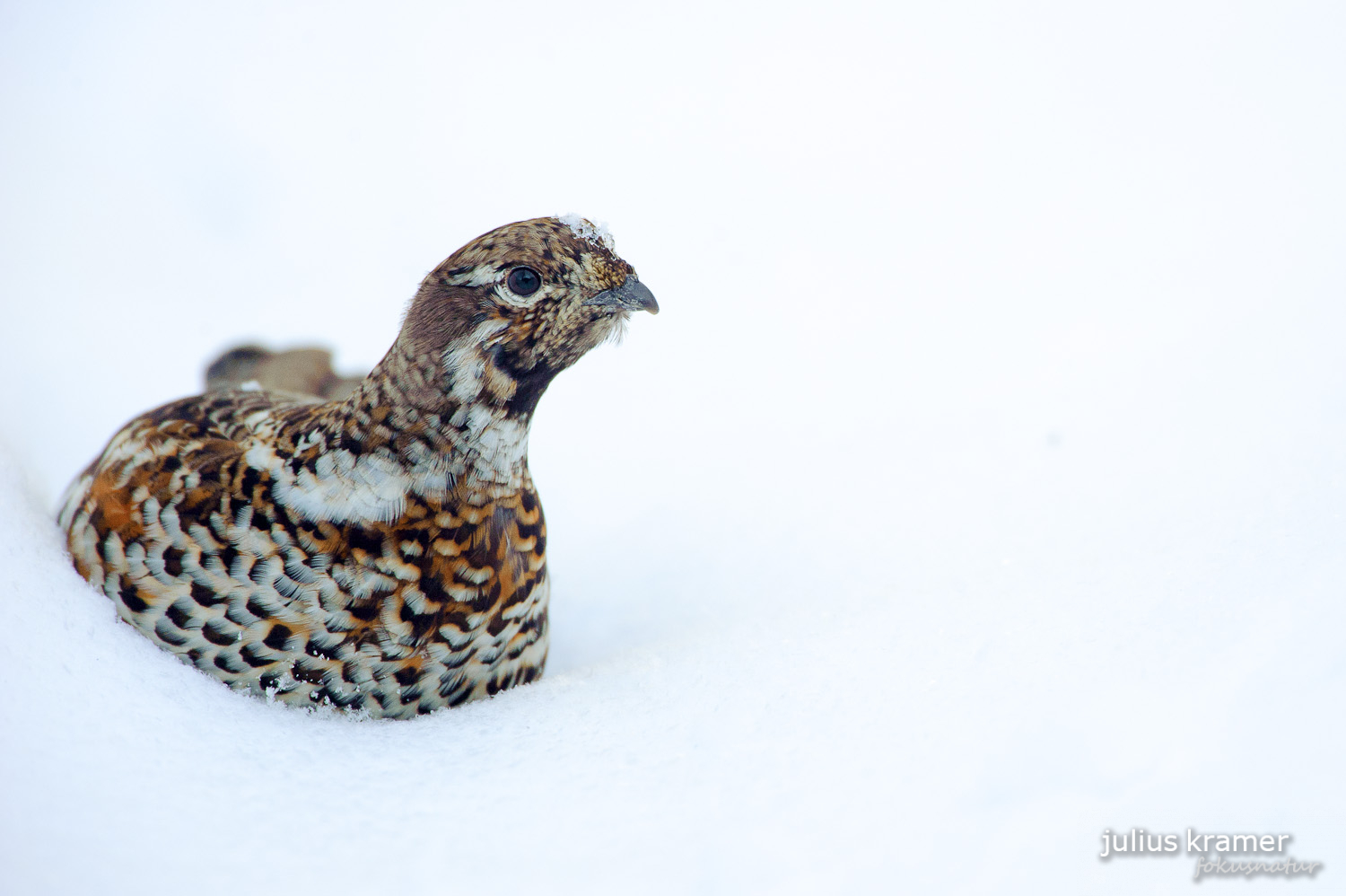 Haselhuhn (Tetrastes bonasia)